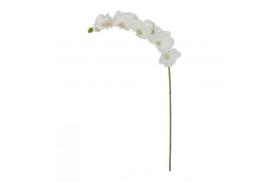 H.CRQUIDEA PHALANOPSIS C/COAT MICROP REF-42330008