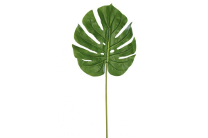C.FOLHA COSTELA DE ADAO REAL TOQUE VERDE REF-36239001