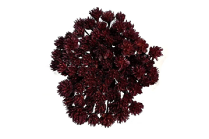 SEMPRE VIVA DESIDRATADO VINHO ESCURO 40CM REF-60805