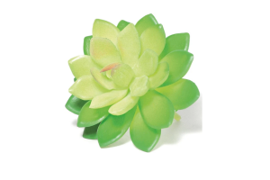 SUCULENTAS 8X12CM REF-198604