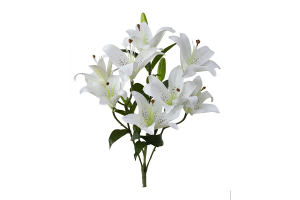 BQ LIRIO X10 CREME REF-51276010