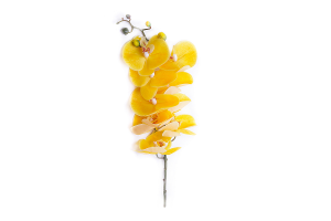 HT. ORQUIDEA X4 CETIM AMARELO REF-21601-005