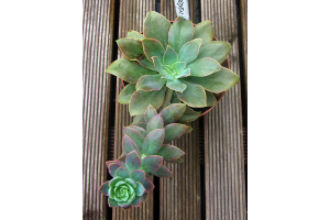 PICK SUCULENTA ECHEVEIRA VERDE OUTONO REF-50248-243