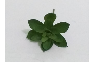 PICK SUCULENTA JADE AZUL REF-50250-001