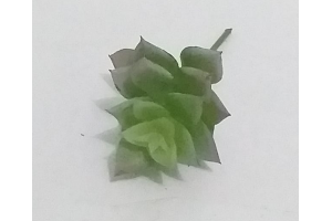 PICK SUCULENTA JADE AZUL REF-50252-001
