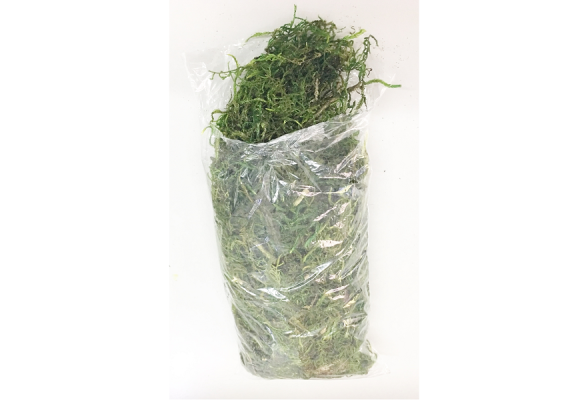 MUSGO VERDE TINGIDO SACO (FLORARTE) REF-48010